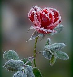 Selling frozen roses
