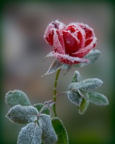 Selling frozen roses
